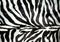 Zebra pattern