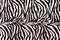 Zebra Pattern