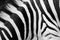 Zebra pattern close-up. Black and white stripes