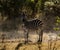 A zebra pauses from eating to look at the photographer