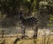 A zebra pauses from eating to look at the photographer