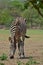 A Zebra at Pazuri Outdoor Park, close by Lusaka in Zambia.