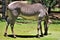 Zebra, Phoenix Zoo, Arizona Center for Nature Conservation, Phoenix, Arizona, United States