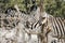 Zebra photographed through some branches, shallow depth of field. Etosha national park, Namibia