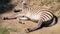 Zebra (Plains zebra) lying on ground, sleeping (stabilized)