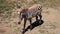 Zebra (Plains zebra) lying on ground, sleeping (stabilized)