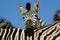 Zebra: Plains Zebra portrait, South Africa