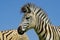 Zebra: Plains Zebra portrait, South Africa