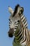 Zebra: Plains Zebra portrait, South Africa