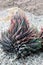 Zebra plant, Potted haworthia in nature rock garden