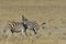 Zebra playing on grass on the pan in Etosha National Park, Namibia