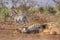 Zebra playing in Kruger South Africa