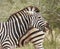 Zebra ponders and yawns