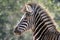 Zebra Portrait