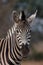 Zebra portrait