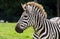 Zebra portrait