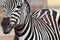 Zebra portrait