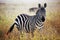 Zebra portrait on African savanna.