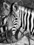 Zebra portrait in black and white