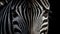 Zebra portrait in black and white, looking at camera generated by AI