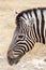 Zebra portrait. Burchell\'s zebra, Equus quagga burchellii.