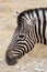 Zebra portrait. Burchell\'s zebra, Equus quagga burchellii.