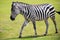 Zebra portrait on a wild savana park.