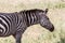 Zebra portraits in Tarangire National Park, Tanzania