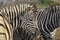 Zebra potrait