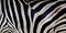Zebra print, animal skin, tiger stripes, abstract pattern, line