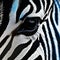 Zebra Print Close-up: Cross Processed High Contrast Uhd Image