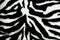 Zebra print pattern fur background wallpaper