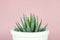 Zebra print succulent on pastel pink background