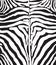 Zebra PRINT t-shirt