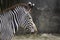 Zebra protrait with rocky background