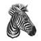 Zebra. Realistic portrait of Africa animal. Vintage engraving. Vector illustration art. Black and white hand drawing. Head of Lama