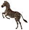 Zebra reared. Color vector illustration.