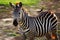 Zebra and Red-billed oxpecker in African savannah