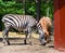 Zebra at Rescue Farm