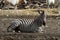 Zebra resting