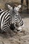 Zebra resting