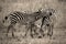 Zebra resting head on friend in sepia