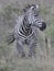 Zebra running