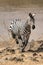 Zebra running from the Mara River