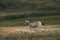 A zebra runs through the grass at dusk