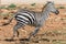 A zebra runs through the savannah