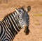 Zebra\'s head