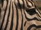 Zebra\'s Head