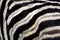 Zebra\'s Pattern