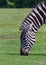 Zebra\'s portrait